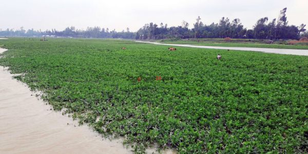 তিস্তার পা‌নিতে কৃষকের সর্বনাশ